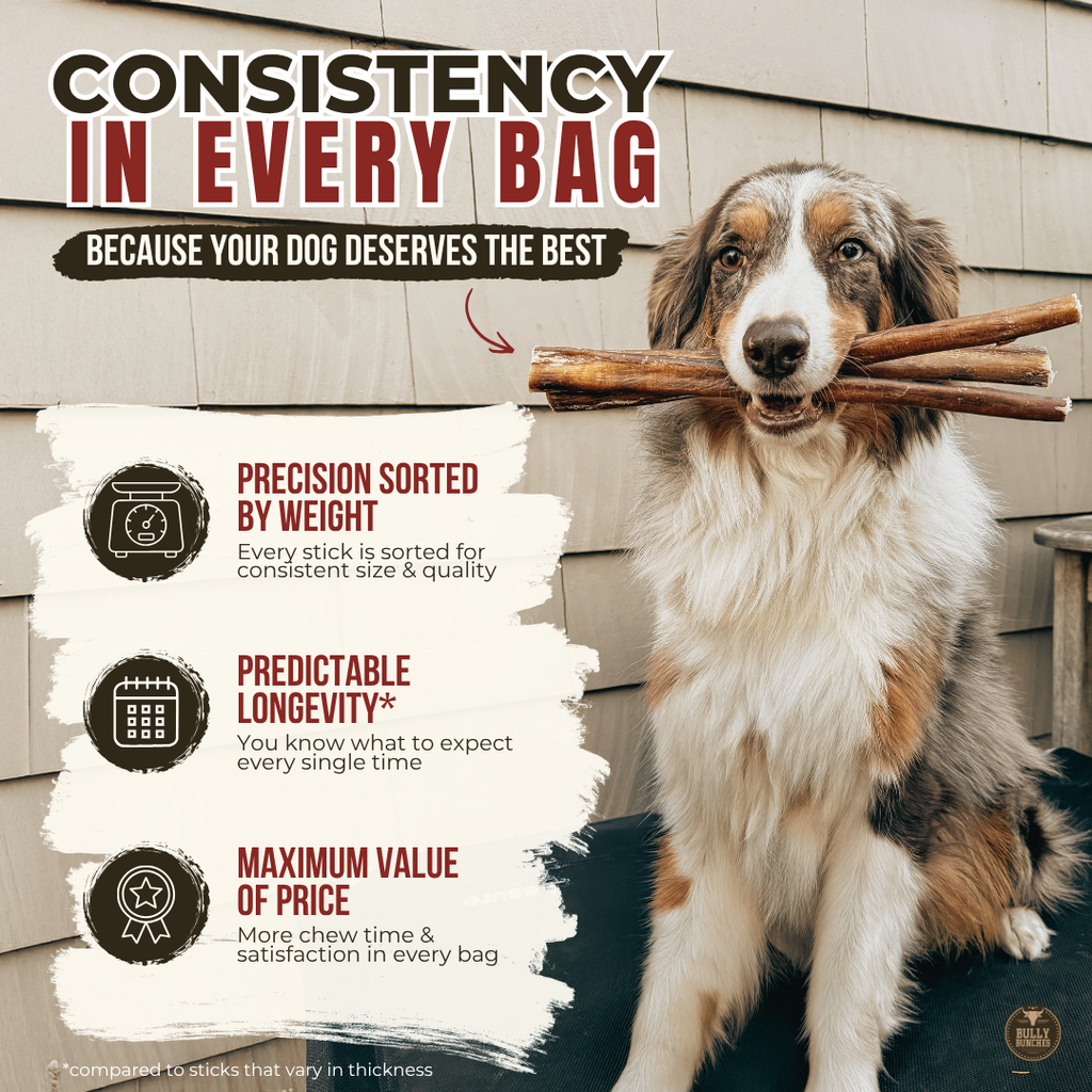 6 Inch Monster Braided Bully Stick